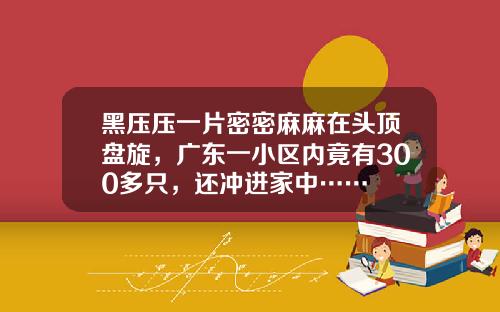 黑压压一片密密麻麻在头顶盘旋，广东一小区内竟有300多只，还冲进家中……